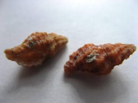 Classificazione cos''�?